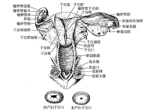 女性私处|阴道（女性生殖器官）